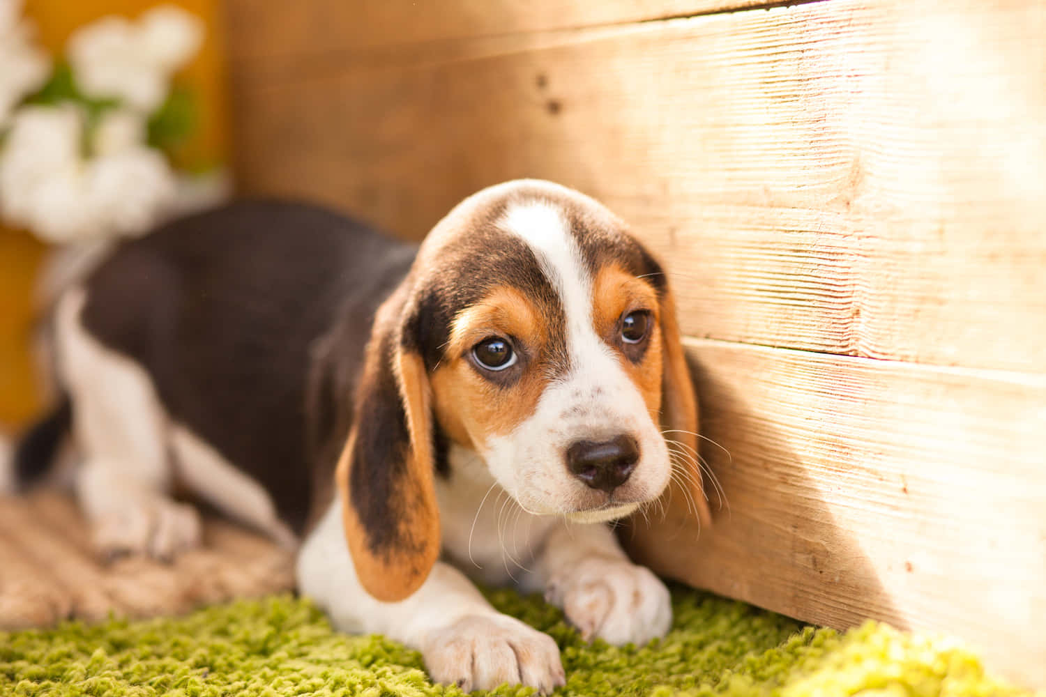 Beagle 桌布 壁紙 — 一隻可愛的比格犬幼犬，擁有棕色、白色和黑色的毛髮，躺在綠色地毯上，旁邊是沐浴在溫暖陽光下的木牆。