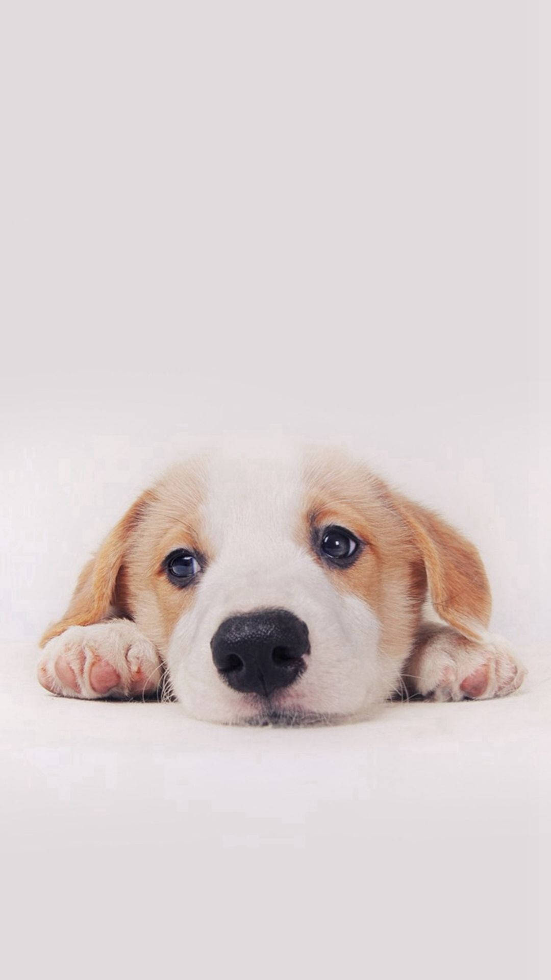 小狗 桌布 壁紙 — 一隻可愛的比格犬幼犬，有大大的深色眼睛和垂耳，從白色表面上方探出頭來，爪子可見。