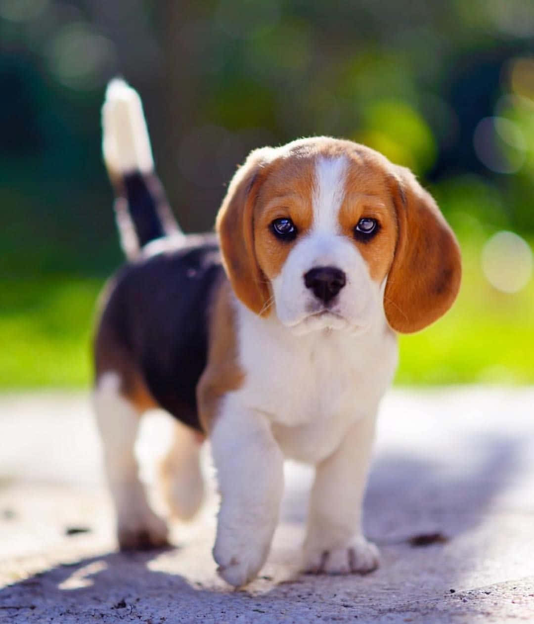 Beagle 桌布 壁紙 — 一隻可愛的比格犬幼犬，有著垂耳和白色尖端的尾巴，在陽光明媚的小路上向鏡頭走來。