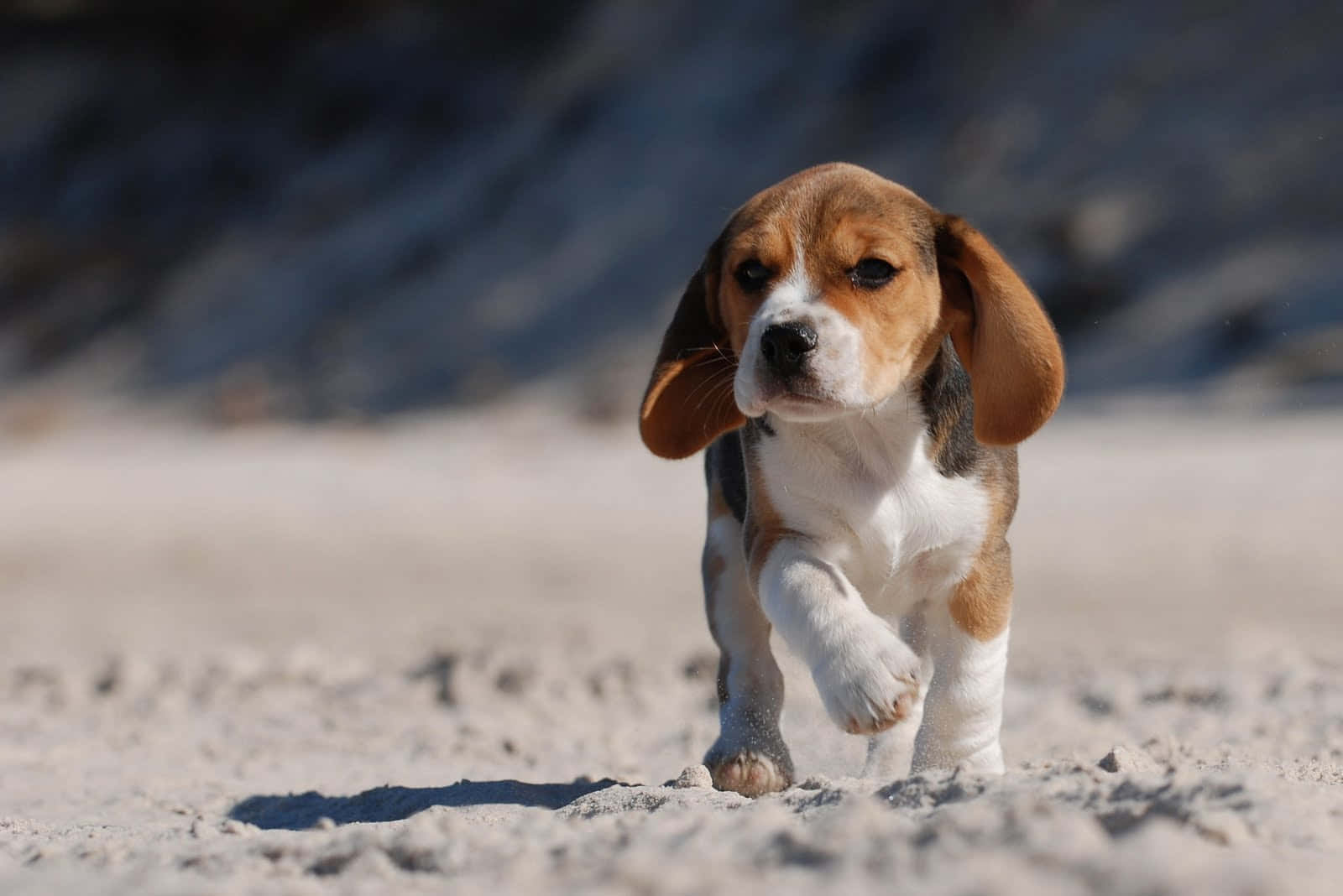 Beagle 桌布 壁紙 — 一隻可愛的比格犬幼犬在陽光照耀的沙地上向鏡頭跑來，背景是模糊的岩石。