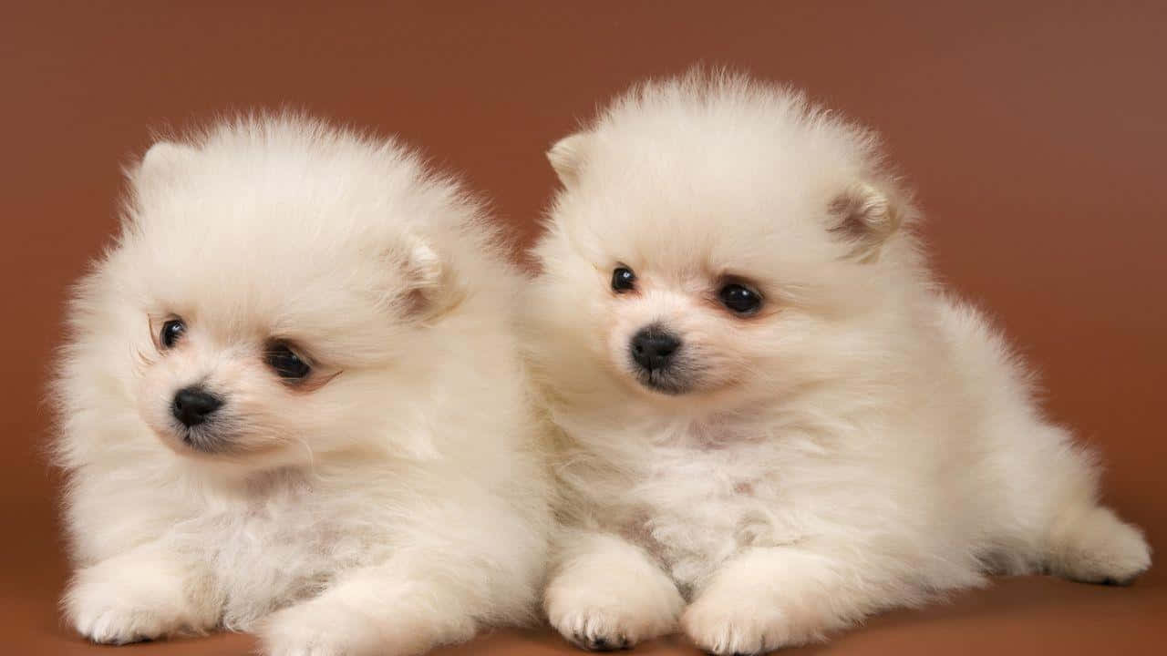 兩隻毛茸茸的白色幼崽，深色眼睛，並排坐在棕色表面上。