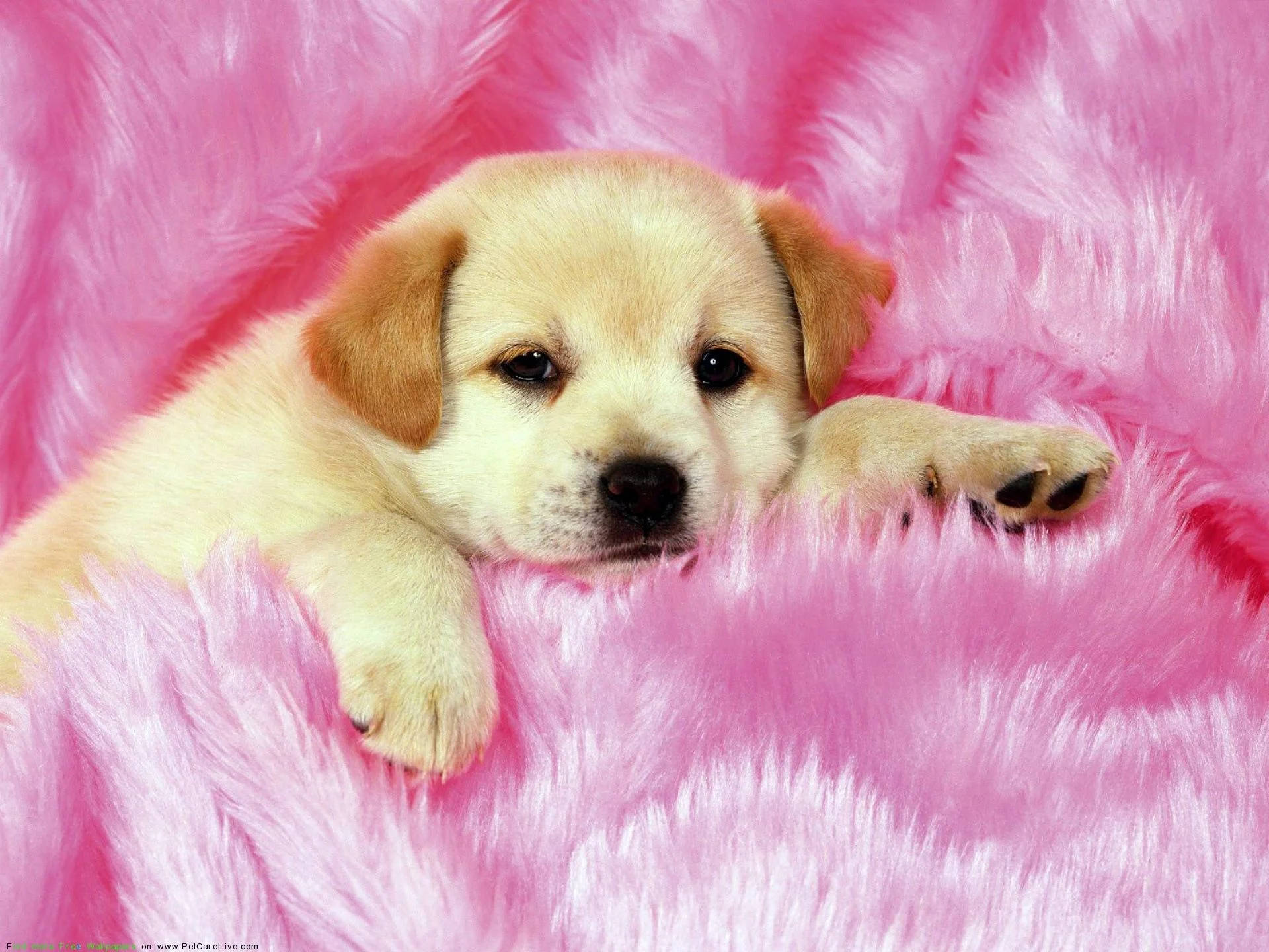 Labrador 桌布 壁紙 — 一隻可愛的淺棕色小狗將爪子放在一張蓬鬆的亮粉紅色毯子上，眼神柔和而專注。