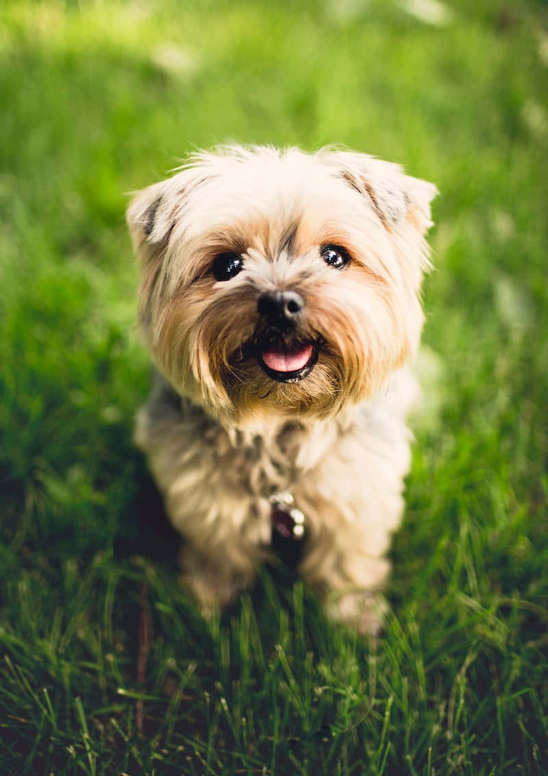 一隻可愛的茶杯犬在陽光下嬉戲 壁紙 — 一隻毛茸茸的淺棕色狗，眼睛明亮，開心地坐在充滿活力的綠草中，伸出舌頭，直視鏡頭。