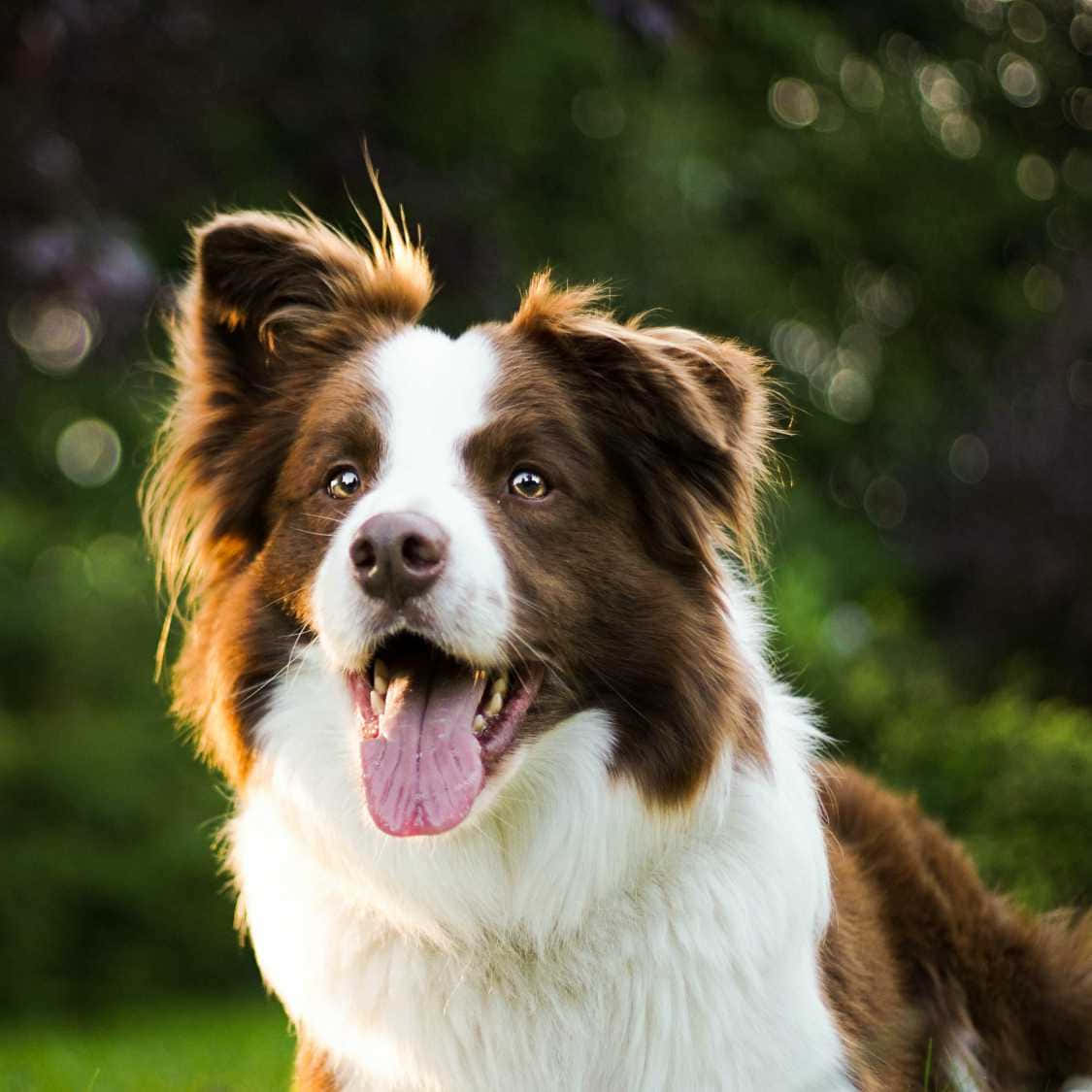 一隻可愛的邊境牧羊犬幼犬在草地上享受陽光 壁紙 — 一隻快樂的棕白邊境牧羊犬伸出舌頭，在柔和的綠色散景背景下燦爛地微笑。
