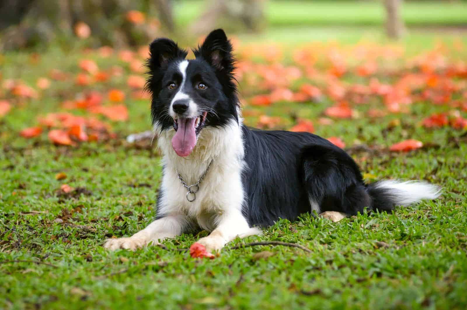 一隻可愛的邊境牧羊犬欣賞周遭環境 壁紙 — 一隻快樂的黑白邊境牧羊犬躺在綠草上，喘著氣，周圍散落著橙色的秋葉。