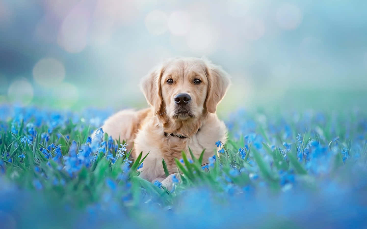 一隻可愛的金毛幼犬 壁紙 — 一隻金毛尋回犬在陽光明媚的草地上，在鮮豔的藍色花朵間平靜地休息，背景柔和散景。