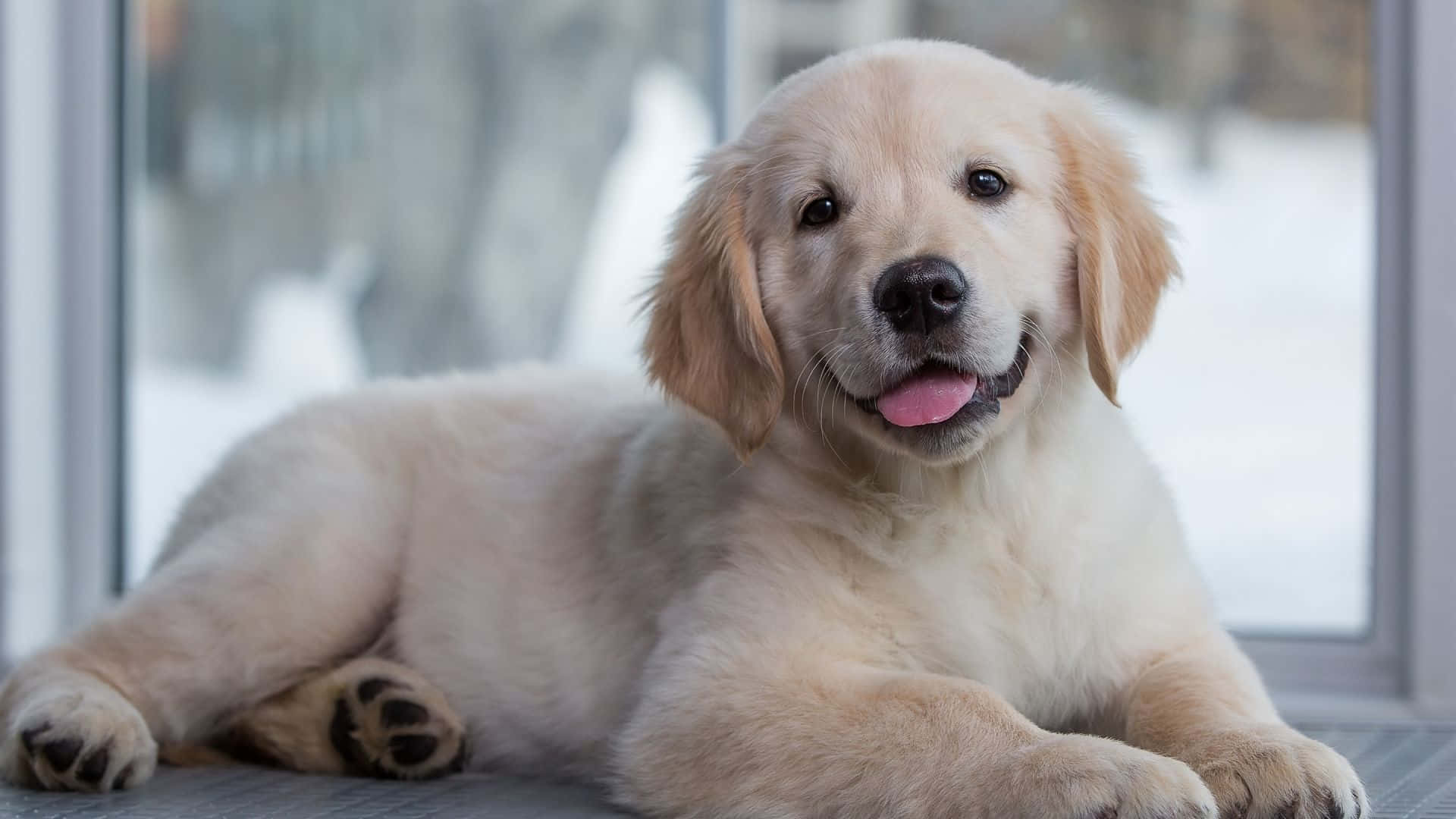 一隻可愛的金毛幼犬望向鏡頭。 壁紙 — 一隻毛茸茸的金毛尋回犬幼犬在室內靠近窗邊躺著，窗外可見積雪，伸出舌頭露出開心的表情。