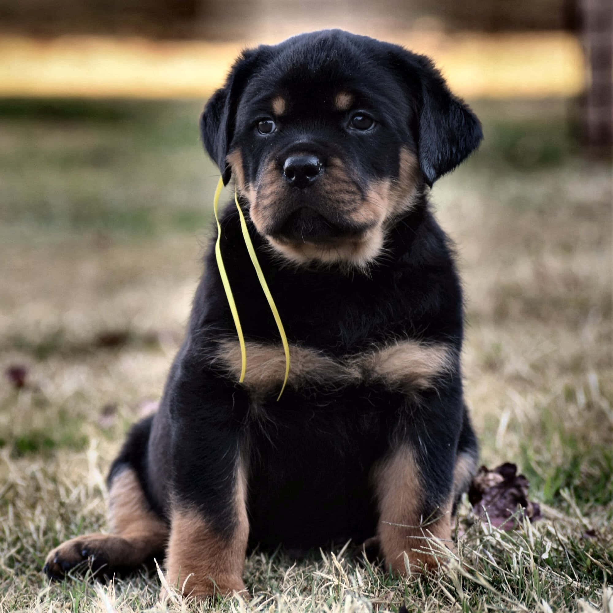 Rottweiler 桌布 壁紙 — 一隻可愛的黑褐色洛威拿幼犬，專注地坐在草地上，嘴裡叼著一條黃色絲帶。