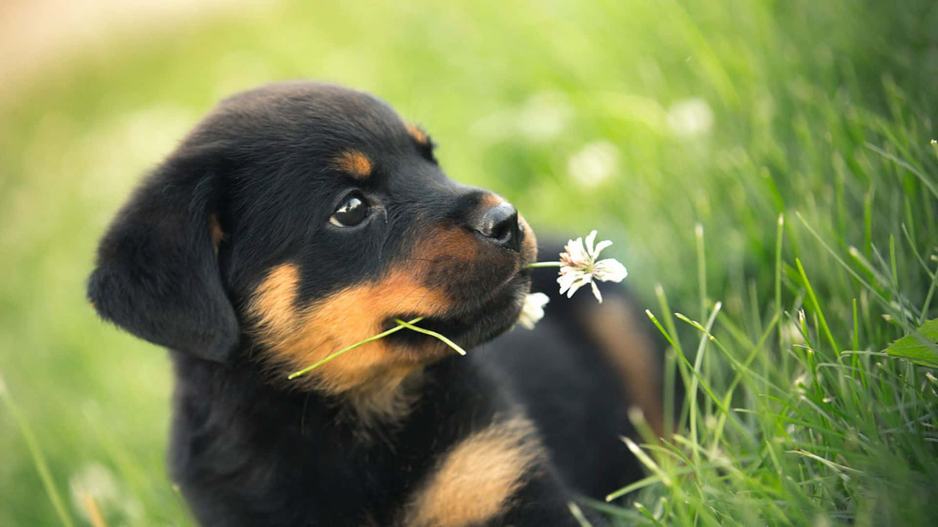 Cute Puppies 桌布 壁紙 — 一隻可愛的黑褐色洛威拿幼犬輕輕咬著一朵白色蒲公英，坐在充滿活力的綠色草地上。