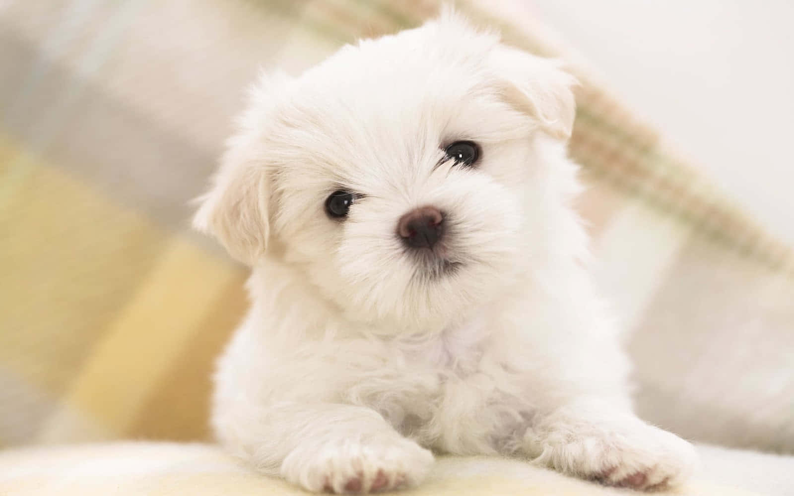 一隻可愛馬爾濟斯幼犬抬頭凝視，眼神充滿愛意 壁紙 — 一隻毛茸茸的白色小狗，有著大大的黑眼睛，可愛地坐在舒適室內環境中的柔軟格子毯上。