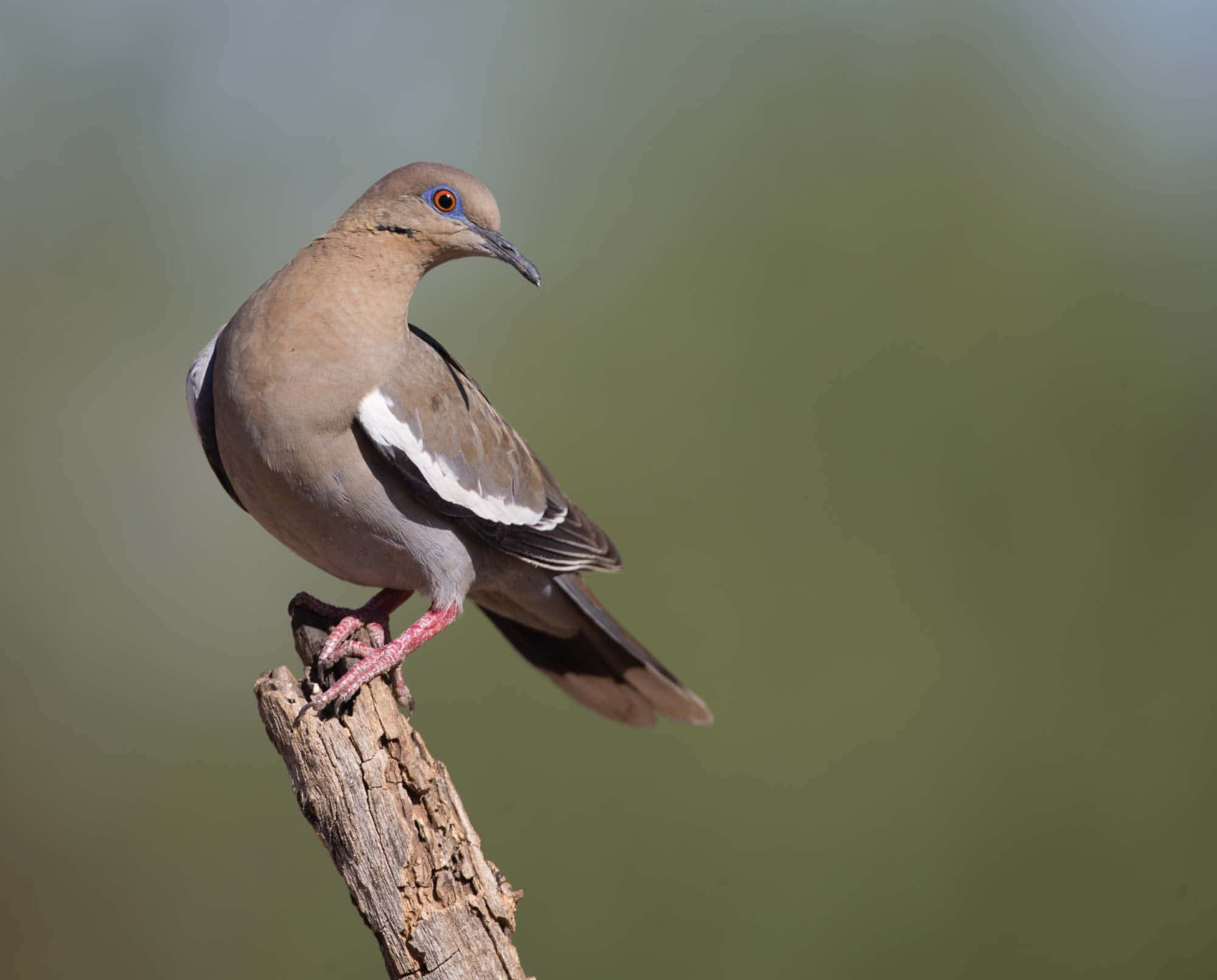 Dove Wings 桌布 壁紙 — 一隻哀鴿平靜地棲息在風化的樹枝上，背景是柔和模糊的綠色。