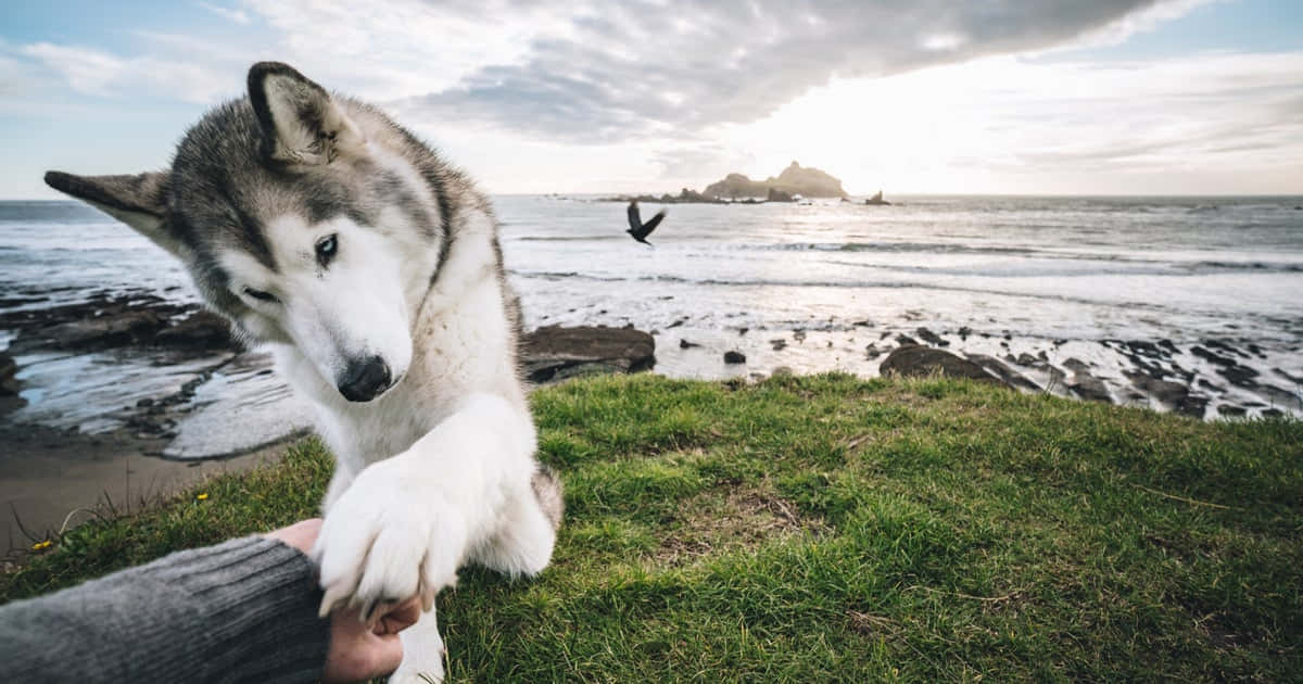 wolfdog 桌布 壁紙 — 一隻哈士奇狗在日落時分，在俯瞰霧氣瀰漫的海洋的草地上，輕輕地將爪子放在一個人的手上。