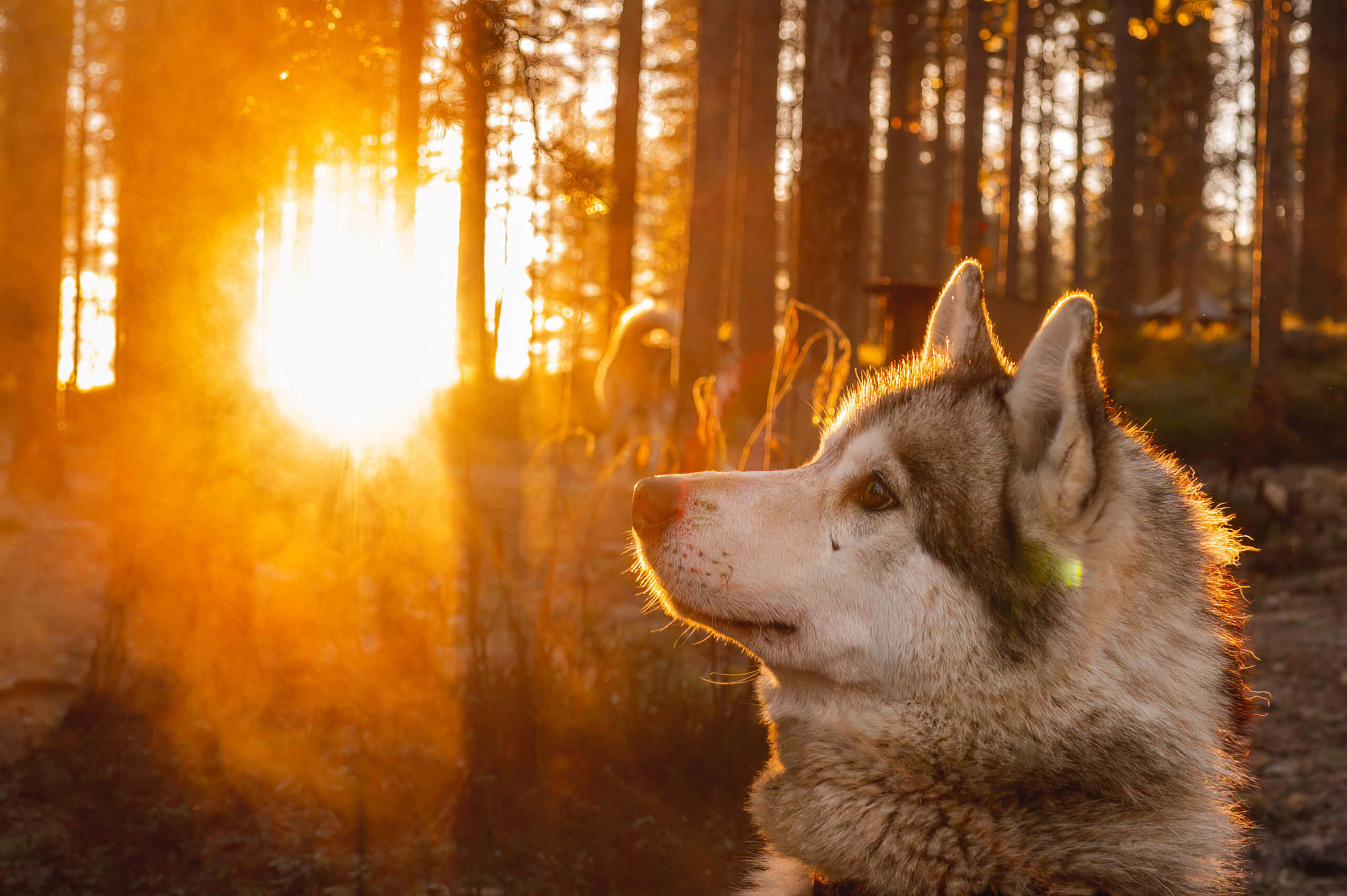 Wolf In Autumn 桌布 壁紙 — 一隻哈士奇狗靜靜地凝視著穿過茂密森林的金色日落。