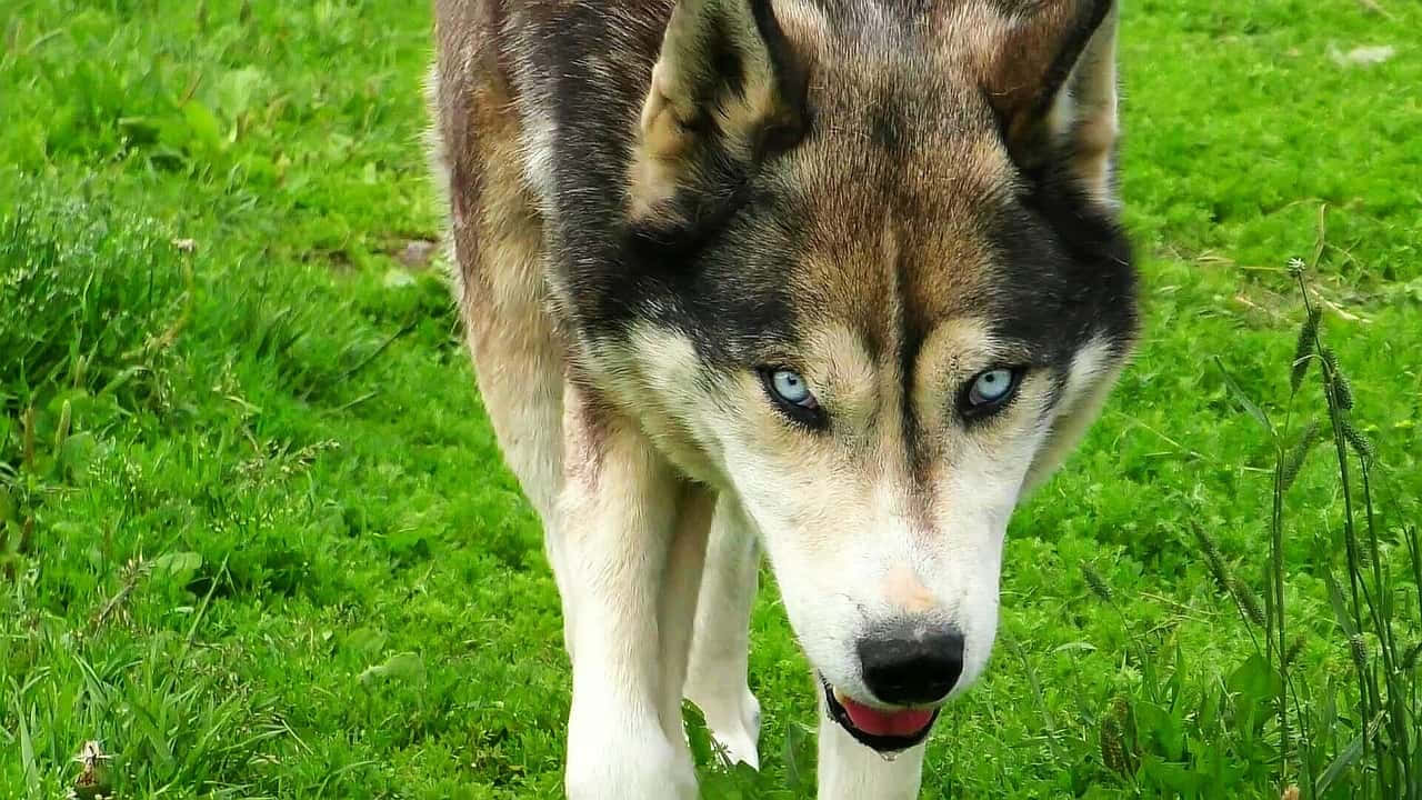 wolfdog 桌布 壁紙 — 一隻哈士奇的特寫，擁有銳利的藍色眼睛和白色口鼻，正在充滿活力的綠色草地上行走。