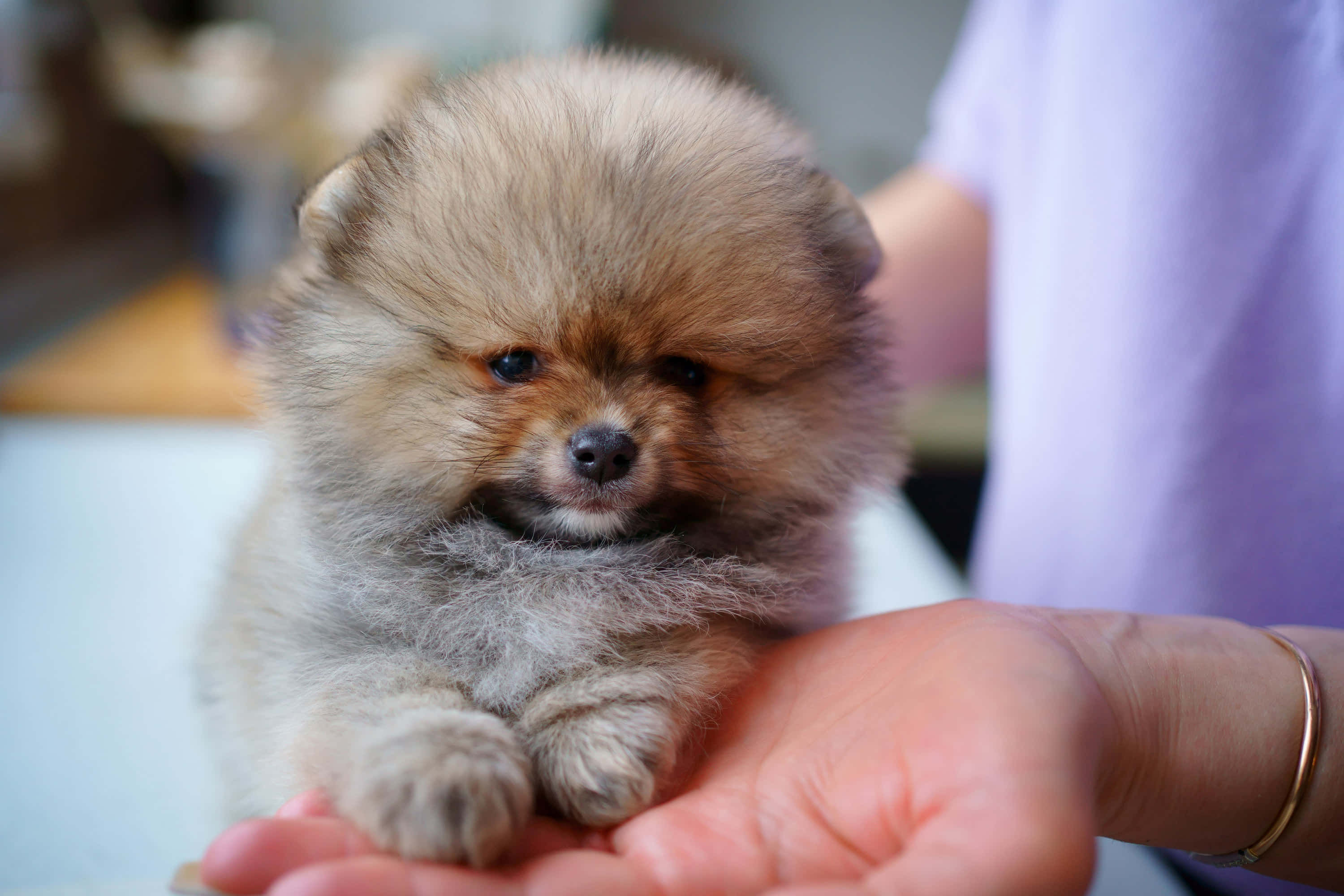 一隻啡白色嘅細細隻博美犬幼犬 壁紙