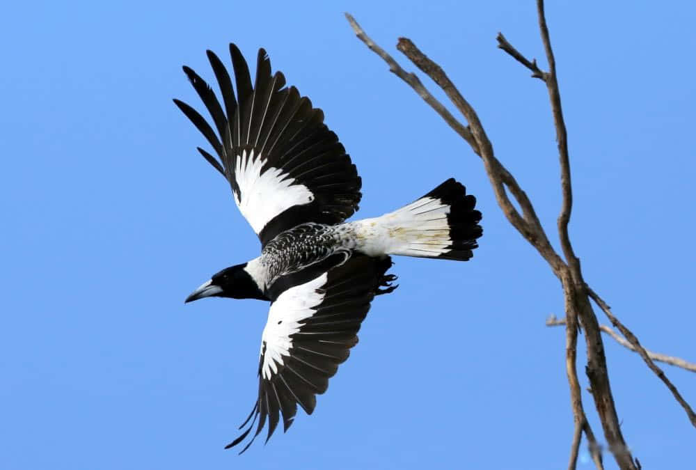 Magpies And Crows 桌布 壁紙 — 一隻喜鵲在光禿的樹枝附近展翅翱翔，襯著清澈的藍天。