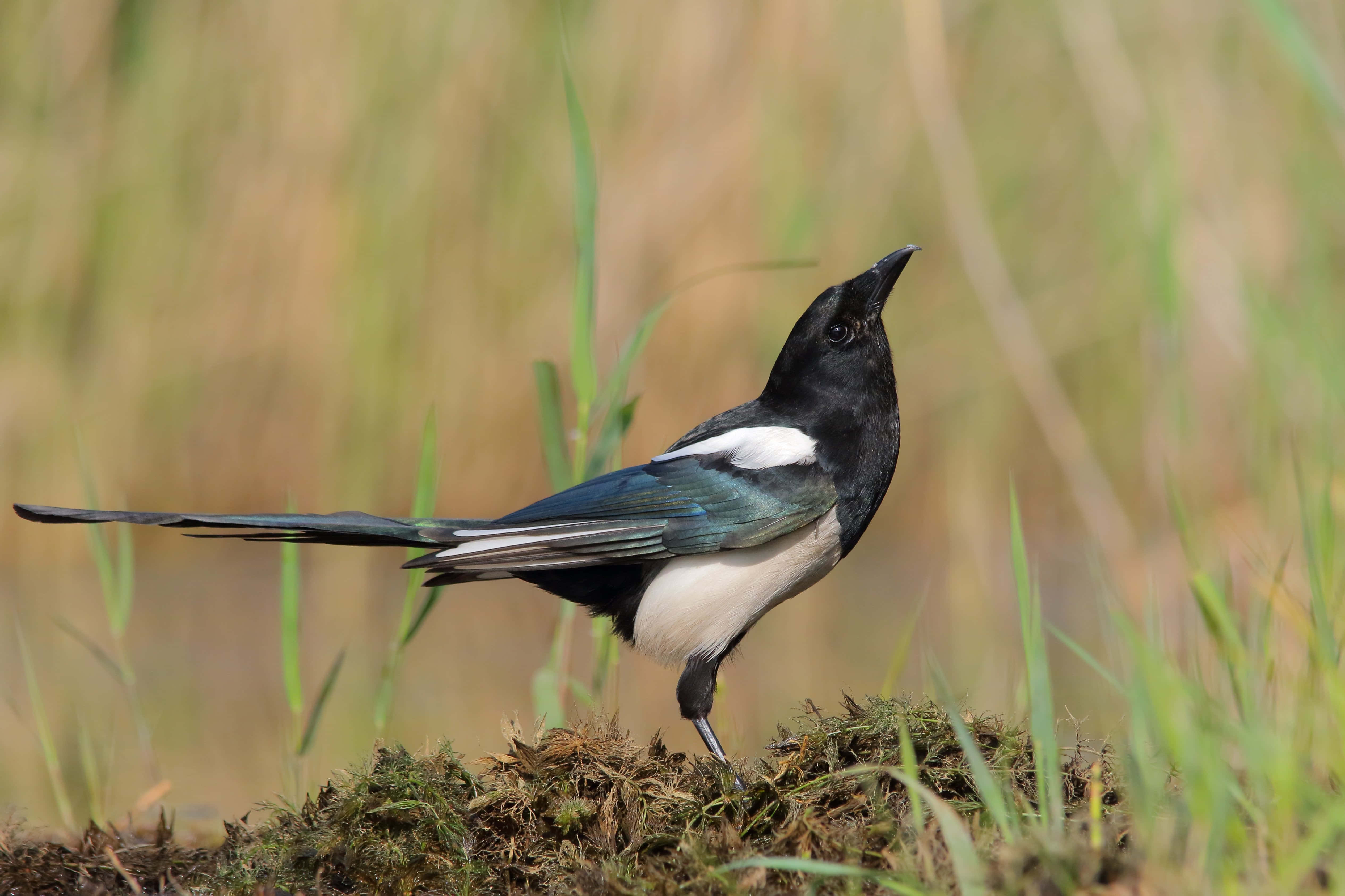 Magpies And Crows 桌布 壁紙 — 一隻喜鵲在長滿苔蘚的地面上警覺地站立，周圍是模糊的金色草叢，在柔和日光下。