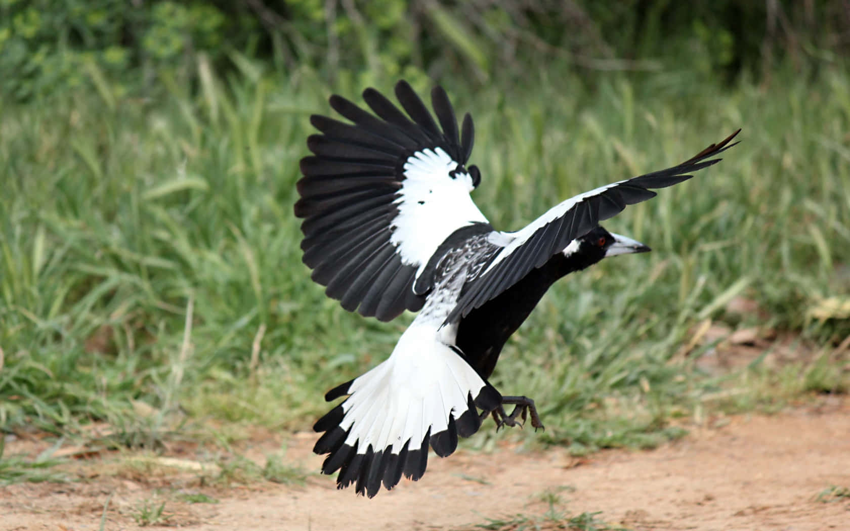 Magpies And Crows 桌布 壁紙 — 一隻喜鵲在飛行中展開其引人注目的黑白翅膀，背景是綠草和泥土。