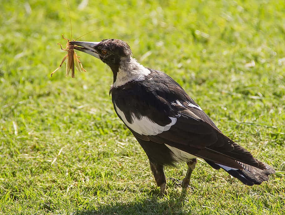 Magpies And Crows 桌布 壁紙 — 一隻喜鵲站在鮮綠色的草地上，在明亮的陽光下用喙叼著一隻大的棕色蚱蜢。
