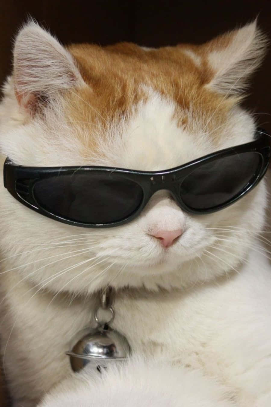 Cool Cat 桌布 壁紙 — 一隻型格嘅橙白色貓咪戴住黑色太陽眼鏡同銀色鈴鐺頸圈，低頭望落嚟，散發出一種 chill  vibe。