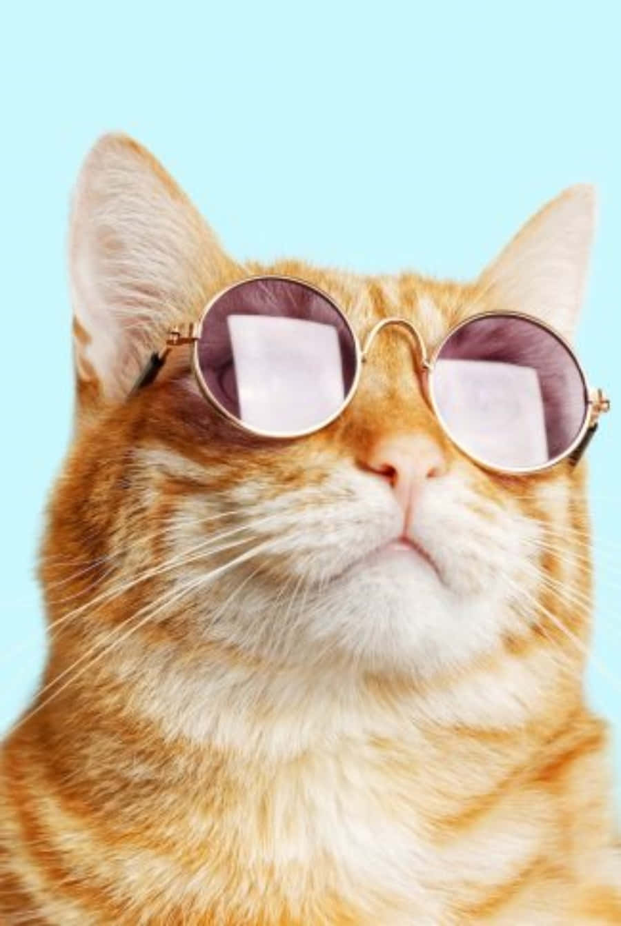 Cool Cat 桌布 壁紙 — 一隻型格嘅橙色虎斑貓，戴住圓形太陽眼鏡，背景係純淺藍色。