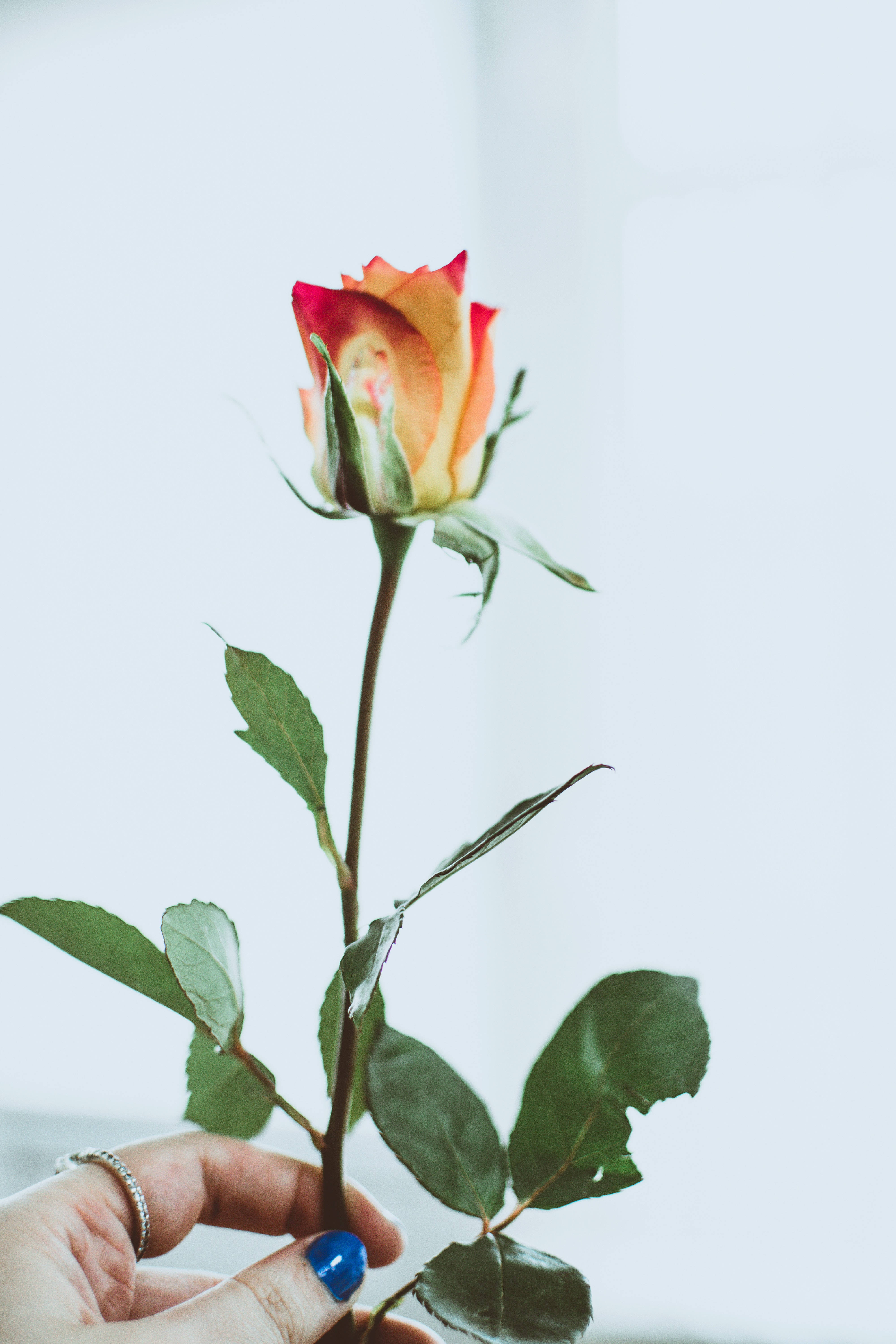 Roses 桌布 壁紙 — 一隻塗有藍色指甲油的手，在柔和的白色背景上輕輕握著一朵多彩的玫瑰花蕾。