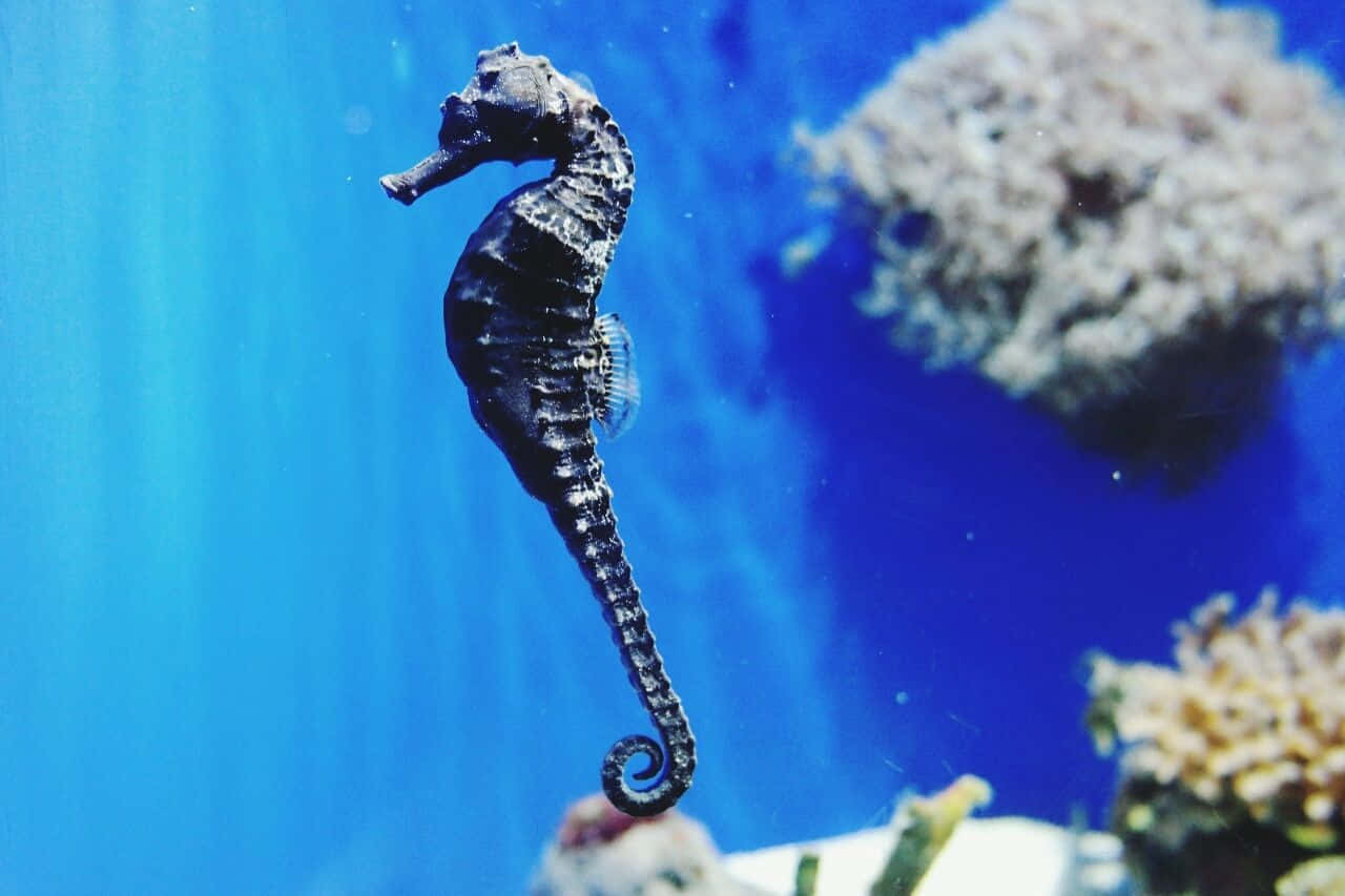 海馬在藍色海水中靠近珊瑚游動