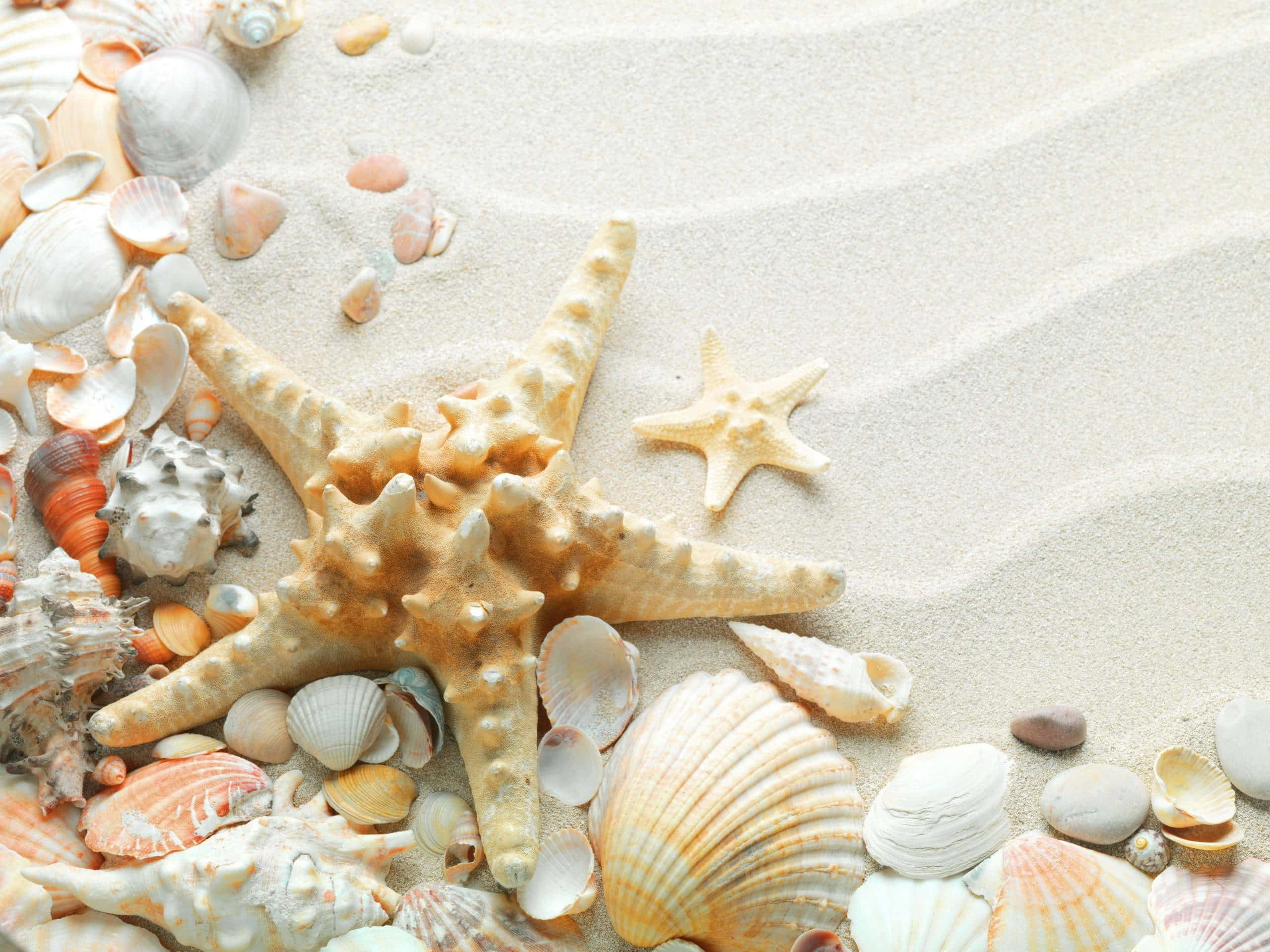 Seashell 桌布 壁紙 — 一隻大嘅多刺海星同一隻細啲嘅海星喺有紋理嘅沙上面，喺各種貝殼之間休息。