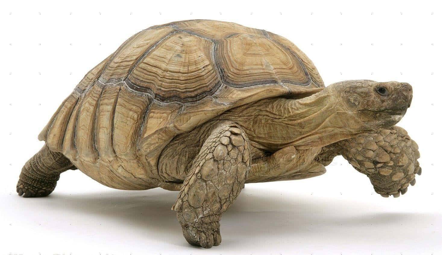 tortoise 桌布 壁紙 — 一隻大型沙漠陸龜，擁有紋理豐富的棕色龜殼和鱗狀四肢，在純白色背景前向前行走。