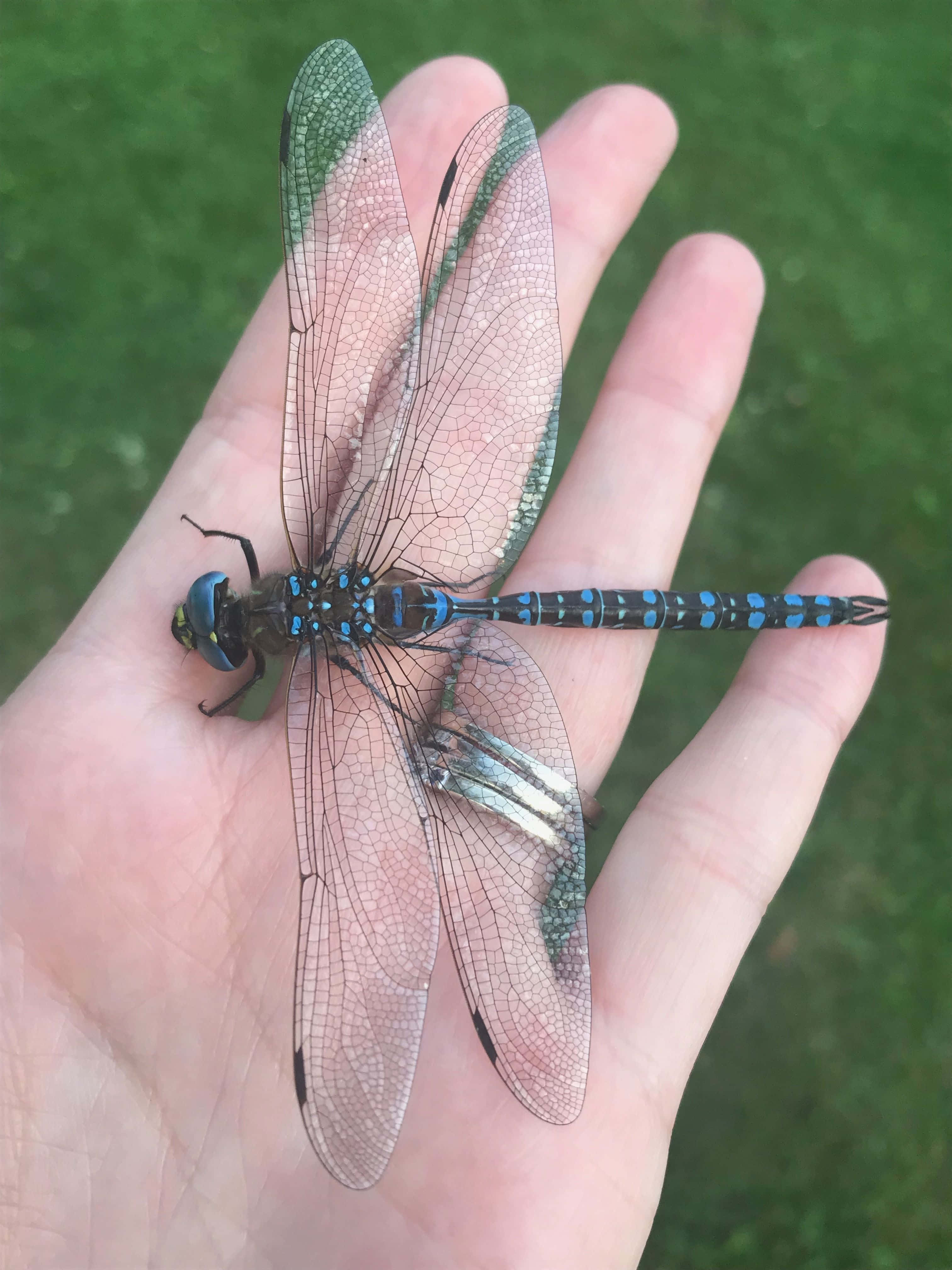 Blue Dragonfly 桌布 壁紙 — 一隻大型藍黑色蜻蜓輕柔地停歇在伸出的手上，背景是柔和的綠色草地。