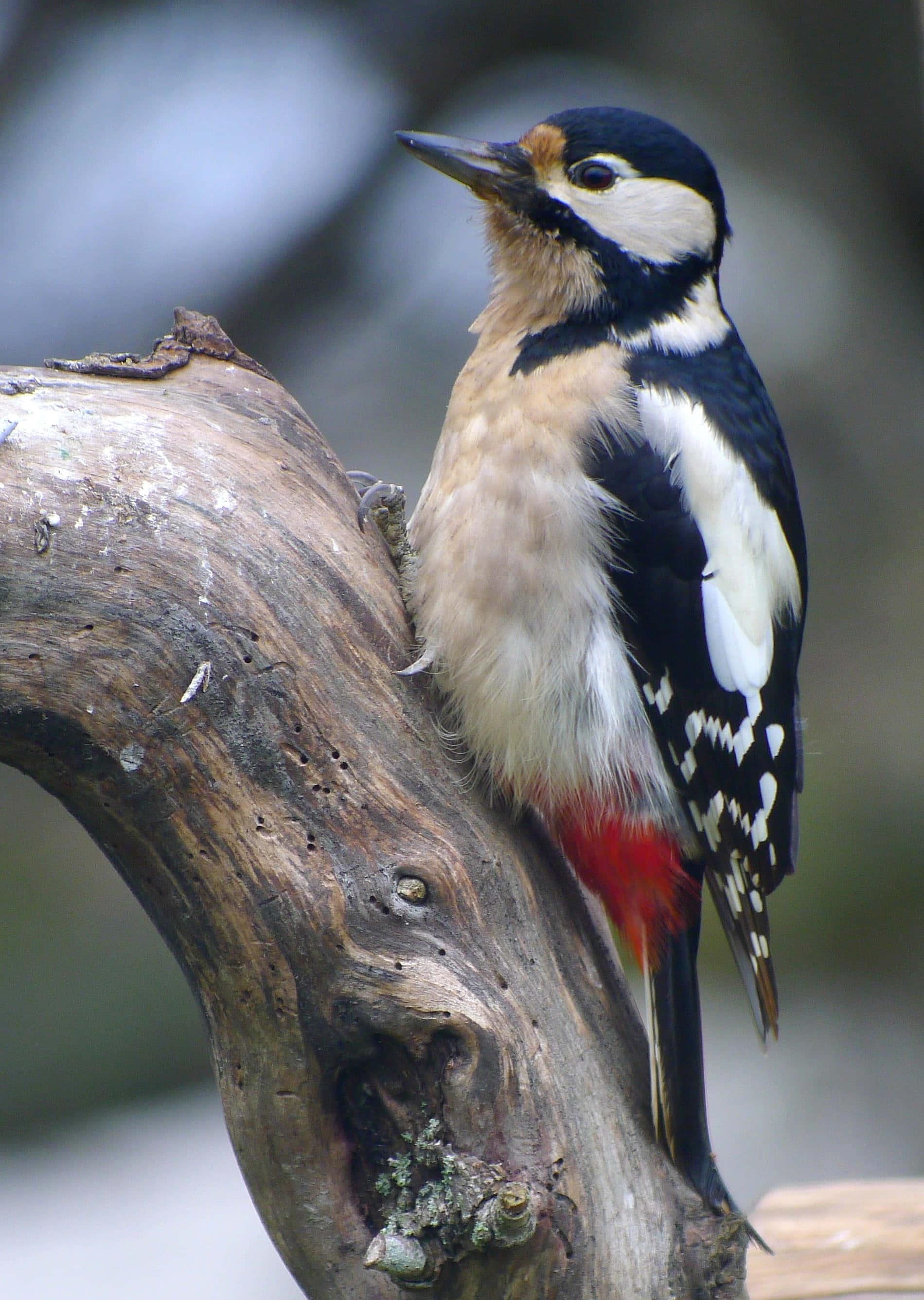 woodpecker 桌布 壁紙 — 一隻大斑啄木鳥警覺地棲息在風化的樹枝上，展示其醒目的黑色、白色和紅色羽毛。