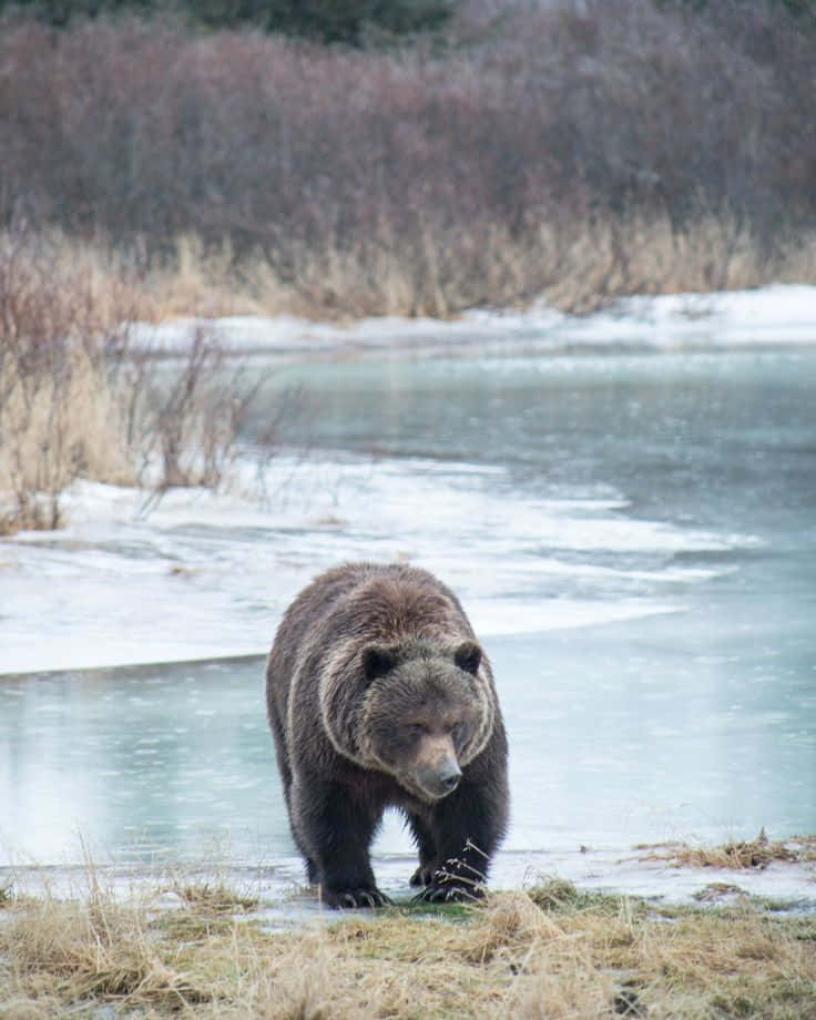 Wildlife Conservation 桌布 壁紙 — 一隻大棕熊站在部分結冰的河邊，周圍是白雪覆蓋的冬季景觀，有光禿的灌木叢。