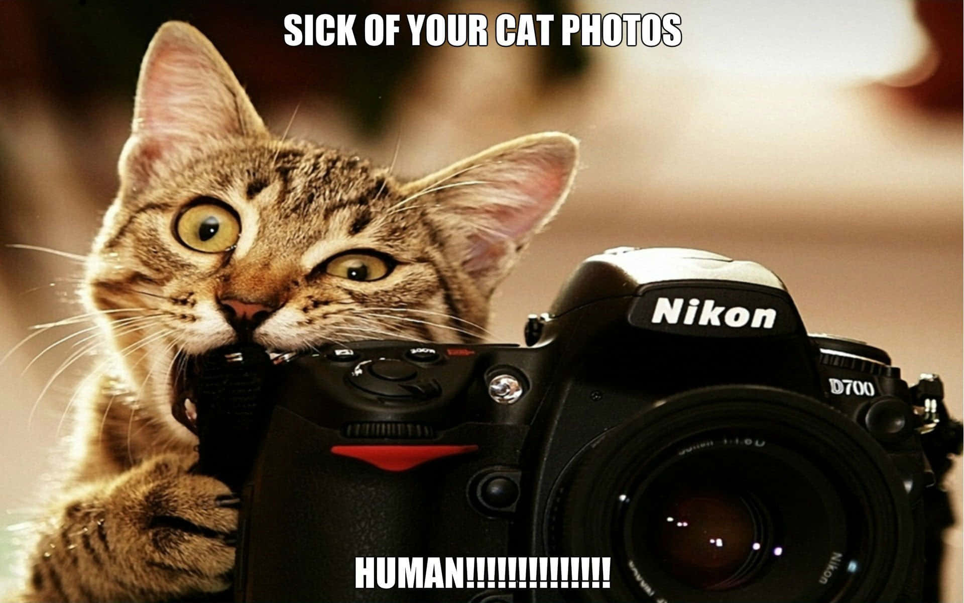  壁紙 — 一隻大眼睛嘅虎斑貓緊握Nikon D700相機，文字表達對貓相嘅沮喪。