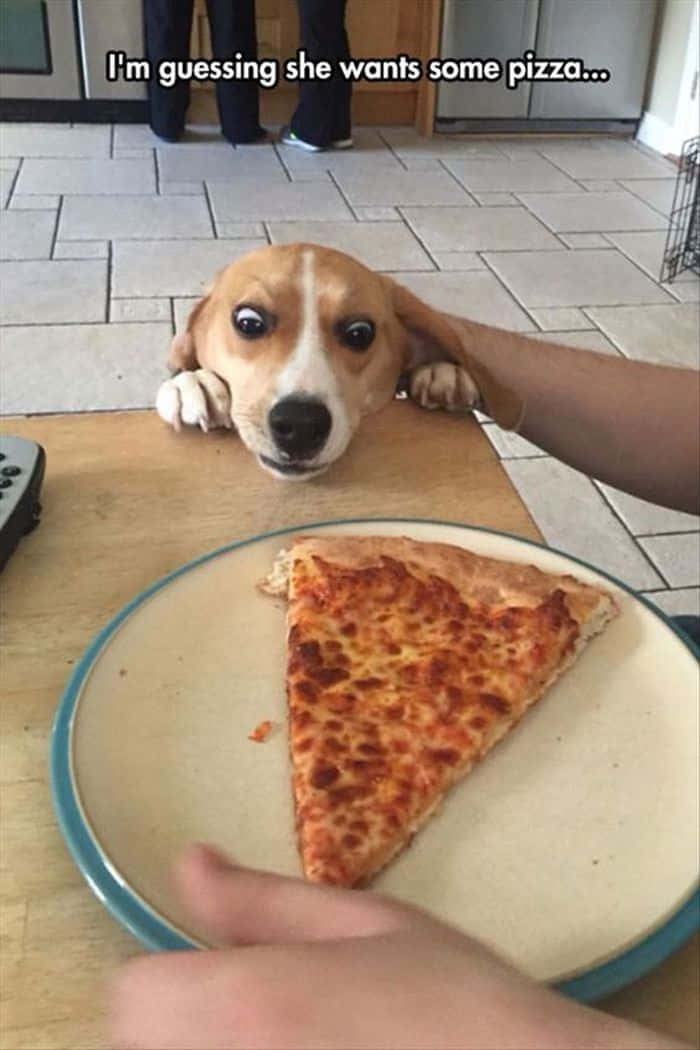 Pet Memes 桌布 壁紙 — 一隻大眼睛的比格犬幼犬越過木桌凝視著盤子裡的一片芝士薄餅。
