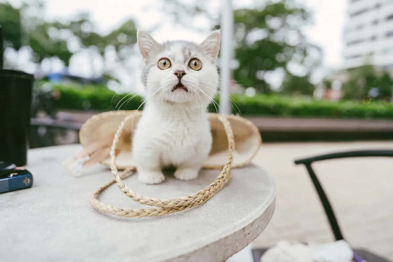 Munchkin Cat 桌布 壁紙 — 一隻大眼睛的銀色虎斑小貓警覺地坐在戶外石桌上，旁邊有一個編織草袋。