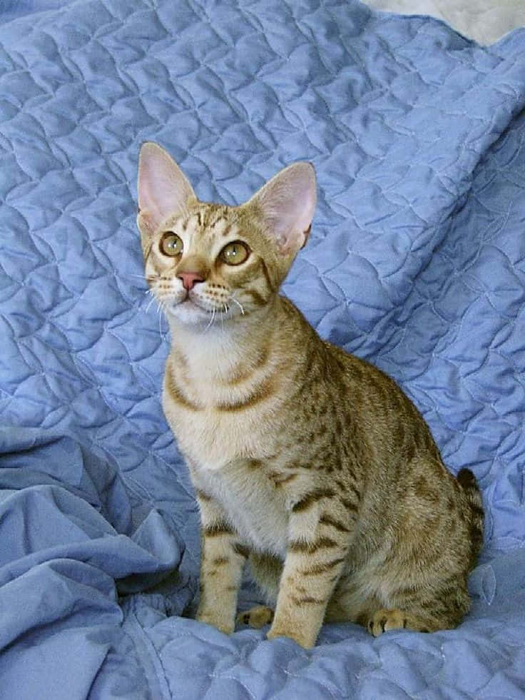 Ocicat 桌布 壁紙 — 一隻大耳綠眼嘅虎斑貓警覺咁坐喺有紋理嘅藍色絎縫毛氈上。