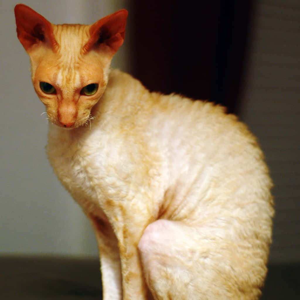 Cornish Rex 桌布 壁紙 — 一隻奶油色康沃爾帝王貓的大特寫，有大耳朵和綠色眼睛，專注地坐在室內。