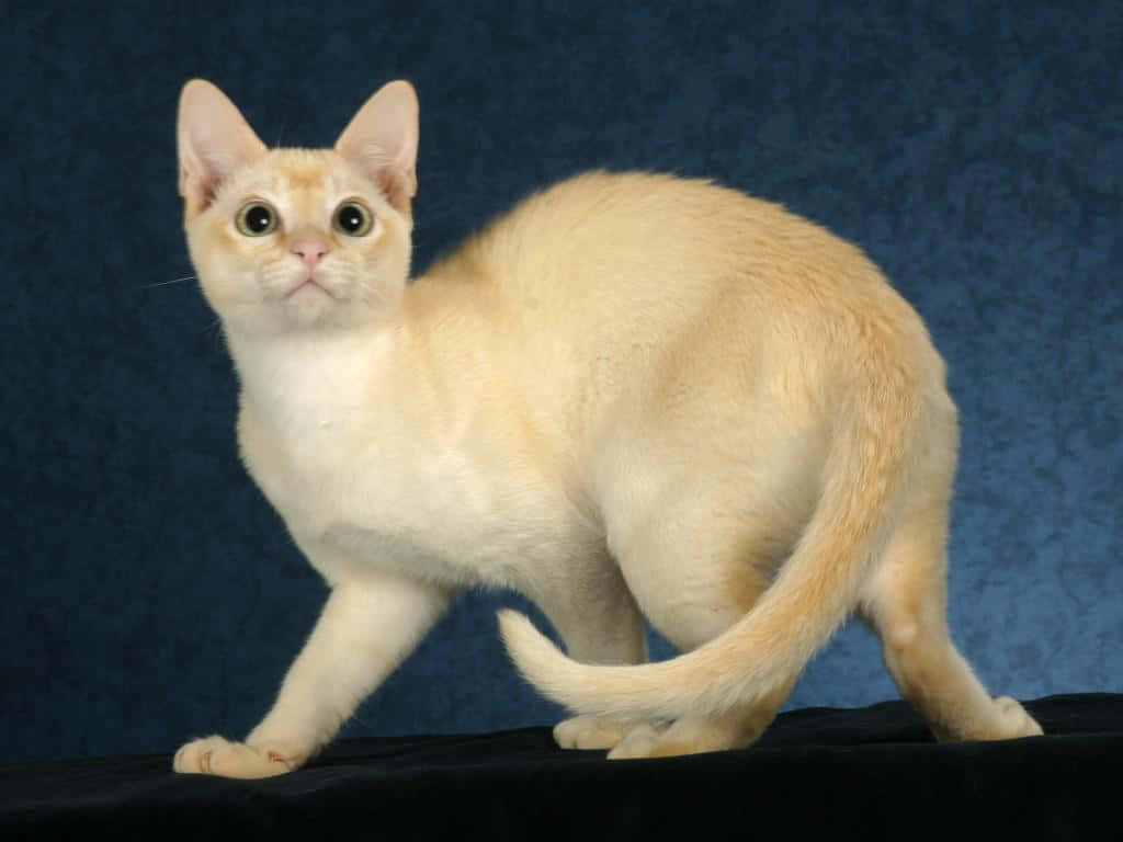 Tonkinese 桌布 壁紙 — 一隻奶油色的貓咪，有著大大的圓眼睛，站在黑色表面上，背景是帶有紋理的藍色。