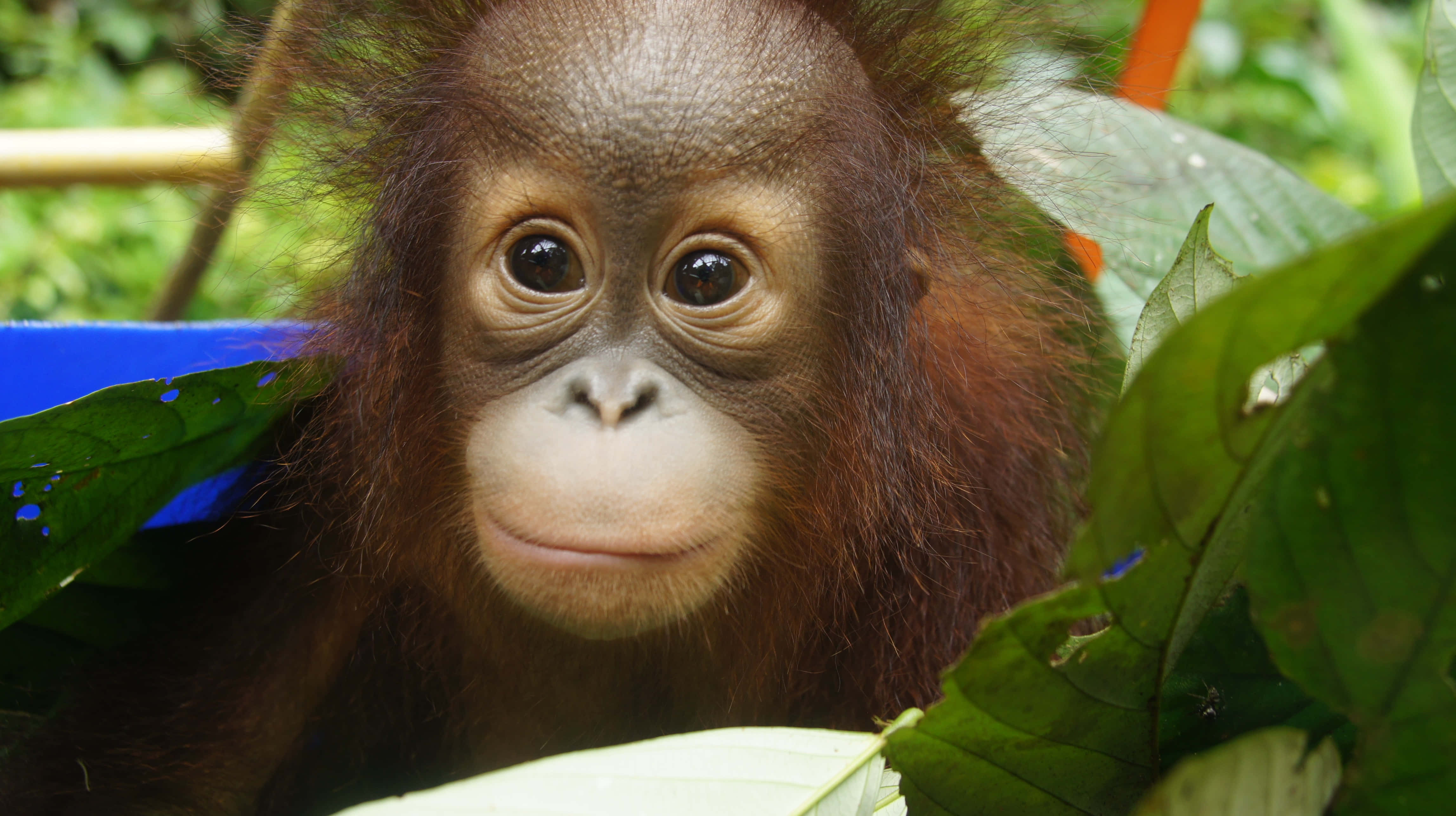 Orangutan 桌布 壁紙 — 一隻好奇嘅BB猩猩喺茂密嘅綠葉之間，用又大又黑嘅眼睛窺視，背景係充滿活力嘅叢林。