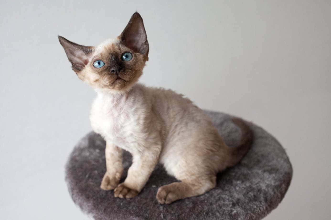 Devon Rex 桌布 壁紙 — 一隻好奇嘅Devon Rex小貓，有大耳朵同引人注目嘅藍色眼睛，警覺咁坐係灰色圓形坐墊上，背景係純白色。