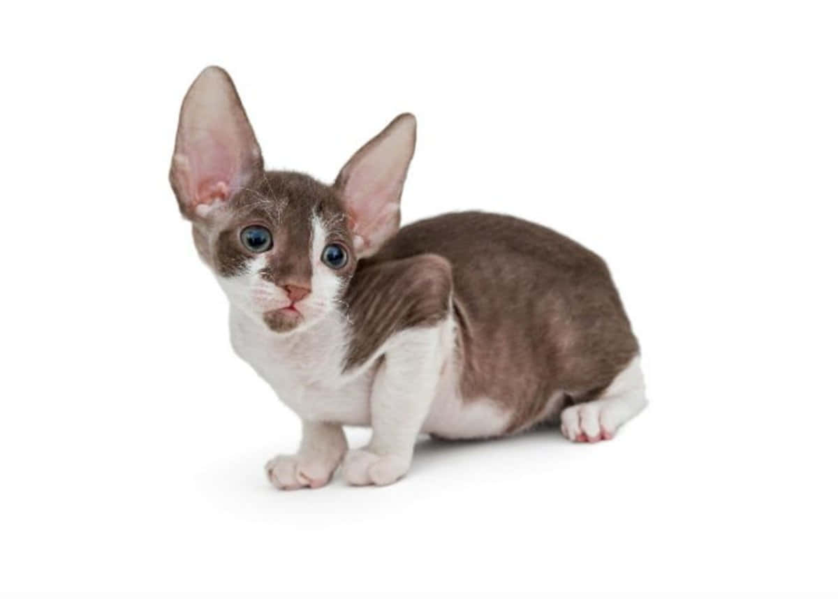 Cornish Rex 桌布 壁紙 — 一隻好奇嘅Devon Rex小貓，有大耳朵同藍色眼睛，警覺咁坐喺純白色背景前面。