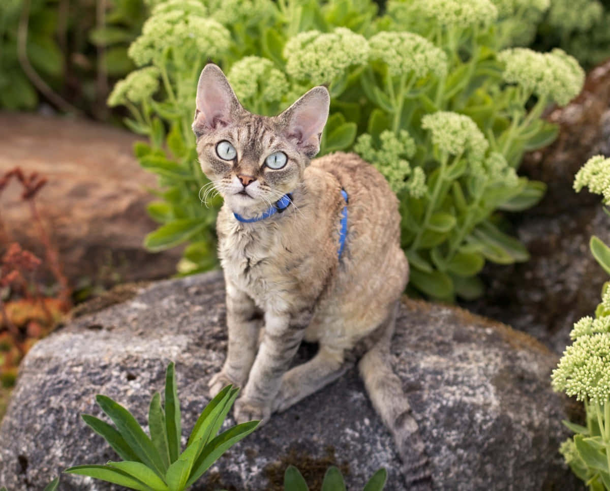 Devon Rex 桌布 壁紙 — 一隻好奇嘅Devon Rex貓，有大耳朵同藍色眼睛，警覺咁坐喺一塊生滿苔蘚嘅石頭上，周圍係茂盛嘅綠色多肉植物。