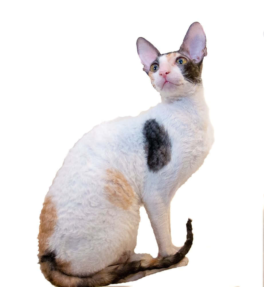 Cornish Rex 桌布 壁紙 — 一隻好奇嘅Devon Rex貓，有大耳朵同捲曲白色毛髮，喺純白色背景前坐直。