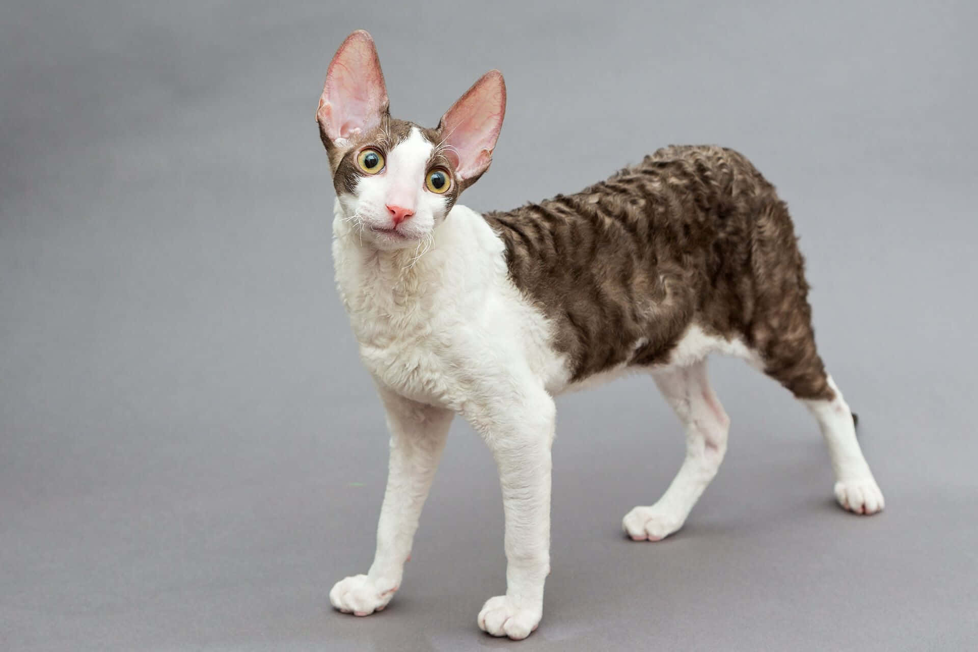 Cornish Rex 桌布 壁紙 — 一隻好奇嘅Devon Rex貓，有大耳朵同曲曲哋嘅啡白色毛，企喺純灰色背景前警覺咁望住。