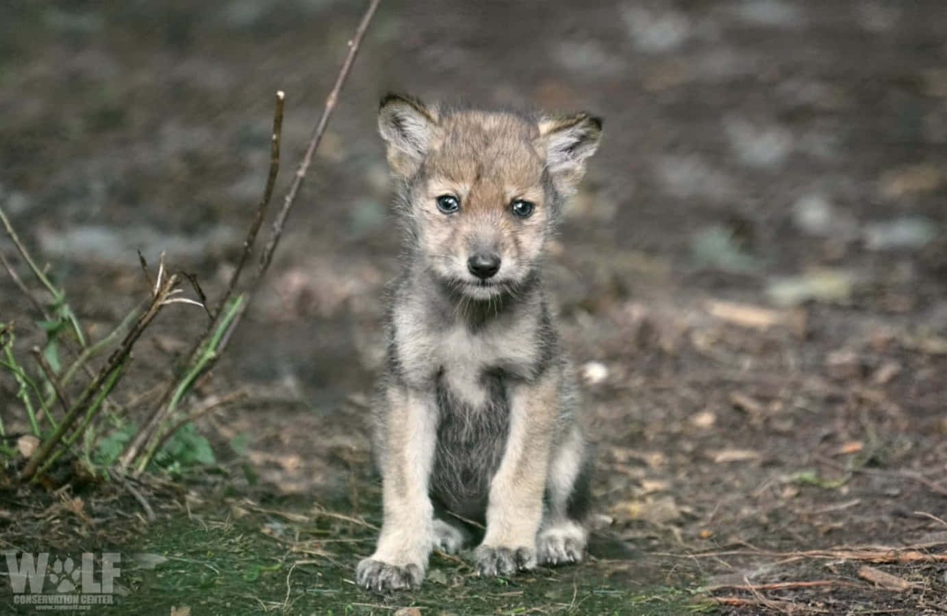 Wolf Pup 桌布 壁紙 — 一隻好奇嘅年輕狼崽，睜大雙眼，警覺咁坐喺森林地面嘅樹枝同苔蘚之間。