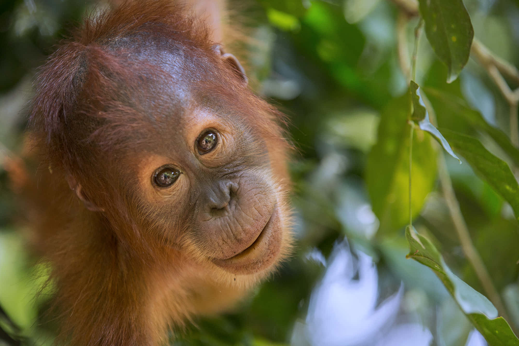 Orangutan 桌布 壁紙 — 一隻好奇嘅年輕猩猩，有明亮嘅眼睛同紅褐色毛髮，喺陽光普照嘅叢林中穿過茂密嘅綠色樹葉窺視。