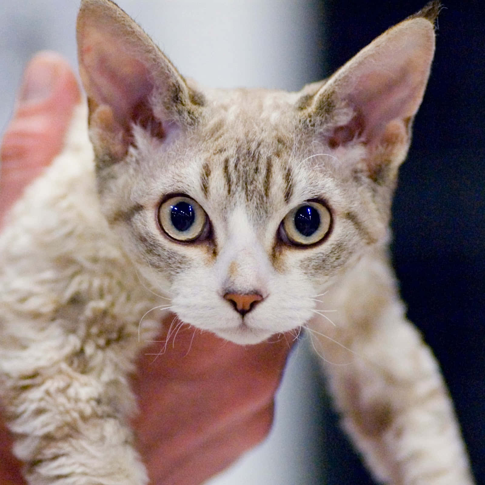 Devon Rex 桌布 壁紙 — 一隻好奇嘅德文帝王貓，擁有大藍眼睛同捲曲毛髮，被人溫柔噉捧喺手中嘅特寫。