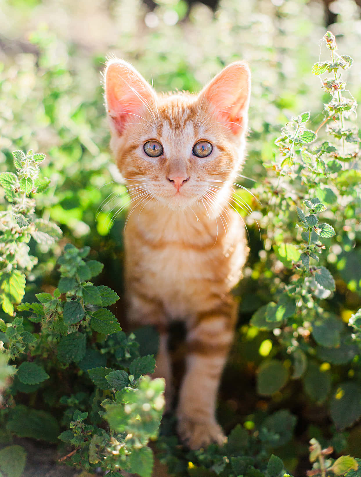 American Shorthair 桌布 壁紙 — 一隻好奇嘅橙色虎斑貓仔透過陽光照射嘅綠色樹葉窺視，有對金色大眼睛。