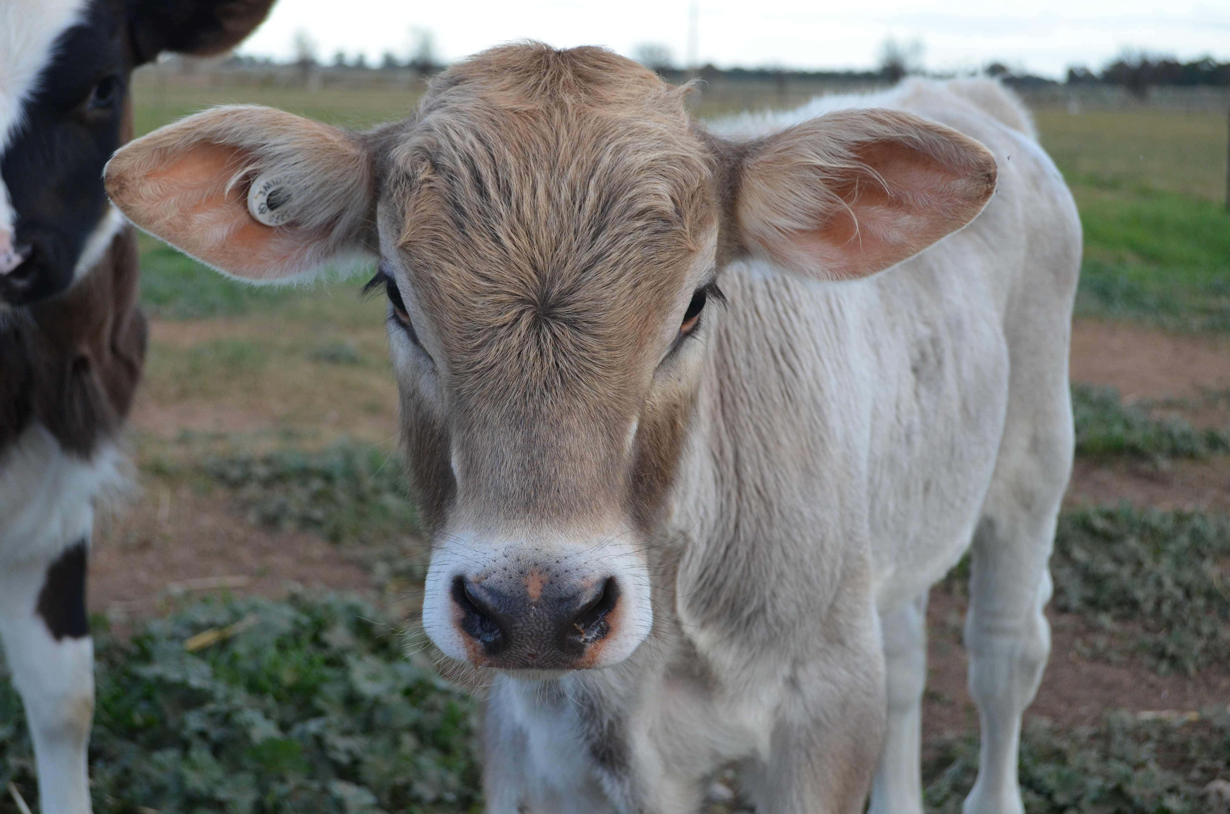 Brown Swiss Cow 桌布 壁紙 — 一隻好奇嘅淺啡色小牛，有大耳朵，喺草地上面直視鏡頭，附近有另一隻牛。