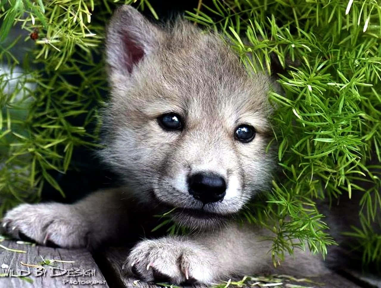 Cute Wolf 桌布 壁紙 — 一隻好奇嘅灰色狼仔從鮮綠色嘅樹葉後面探出頭嚟，有對又大又黑嘅眼睛。